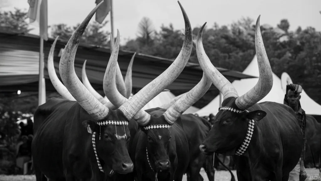 inyambo-rwandan-cows-symbol-kiza-logo Inyambo cows in Rwanda, symbolizing nobility, heritage, and the cultural inspiration behind the KIZA fashion logo